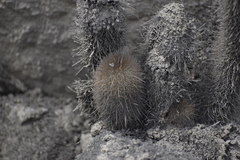 Haageocereus pseudomelanostele