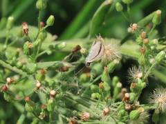 Zizeeria knysna