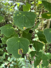 Tropaeolum