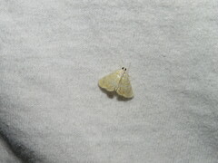 Glaphyria glaphyralis