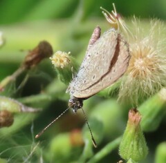 Zizeeria knysna