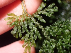 Hymenophyllum flexuosum
