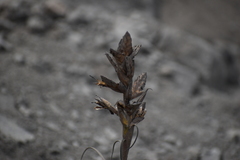 Tillandsia latifolia