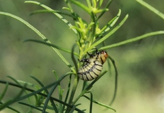 Leptinotarsa lineolata