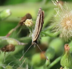 Zizeeria knysna