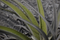 Tillandsia latifolia
