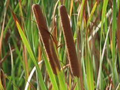 Typha