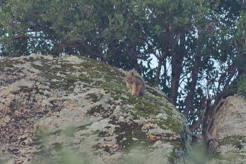 Caucasian Squirrel
