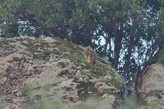 Sciurus anomalus
