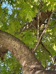 Quercus shumardii