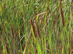 Typha