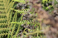 Pityrogramma austroamericana