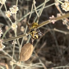 Vespula pensylvanica