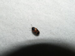 Mycetophagus punctatus