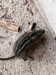 Rhabdomys pumilio