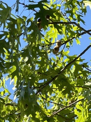 Quercus shumardii