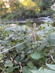 Bromus ciliatus