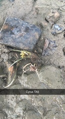 Cyperus erythrorhizos