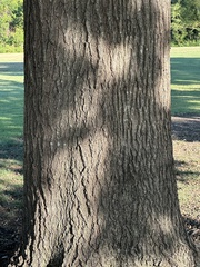 Quercus shumardii