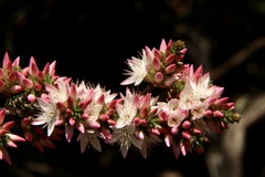 Calytrix alpestris