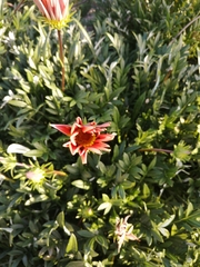 Gazania × splendens