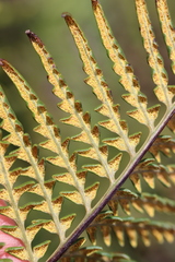 Pityrogramma austroamericana