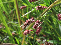 Persicaria maculosa