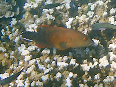 Cephalopholis urodeta