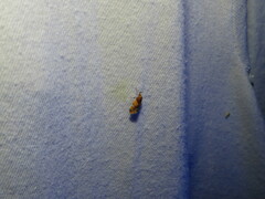 Epicallima argenticinctella