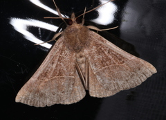 Hypena deceptalis