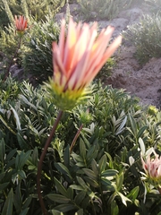 Gazania × splendens