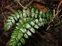 Blechnum filiforme