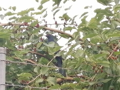 Eudynamys orientalis