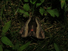 Catocala ultronia