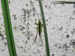 Conocephalus
