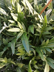 Gazania × splendens