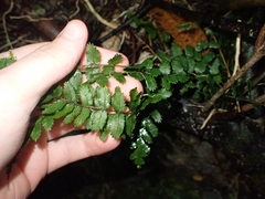 Blechnum filiforme