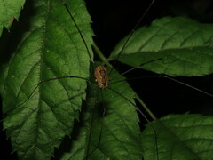 Leiobunum aldrichi