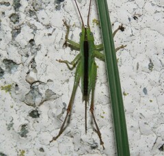 Conocephalus