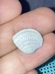 Chione elevata