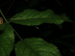 Leiobunum aldrichi