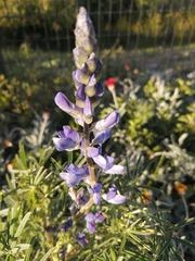 Lupinus angustifolius