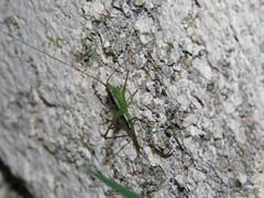 Conocephalus