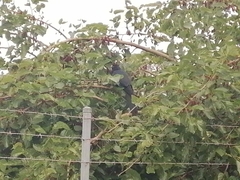 Eudynamys orientalis