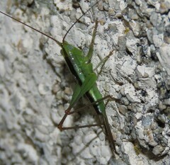 Conocephalus