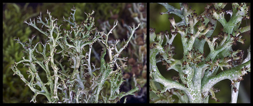 Sieve Lichen (Fungi, Lichens &amp; Mosses of Glacier National Park ...