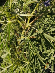 Lupinus angustifolius