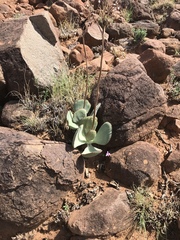 Cotyledon orbiculata