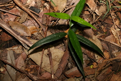 Parsonsia rotata