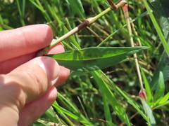Persicaria maculosa